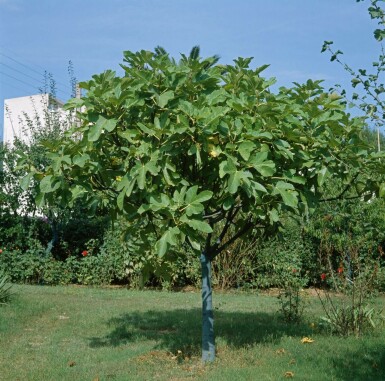 Vijgenboom Ficus Carica Op stam 40-50 175-200 Pot