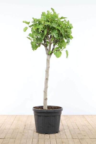 Vijgenboom Ficus Carica Op stam 50-60 175-200 Pot Vijgenboom / Ficus Carica op stam 175-200 cm