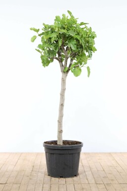 Vijgenboom / Ficus Carica op stam