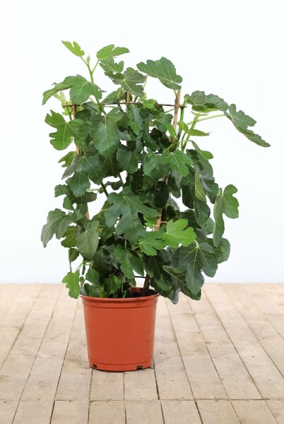 Vijgenboom Ficus Carica Rek 100-120 Pot Vijgenboom / Ficus Carica rek 100-120 cm