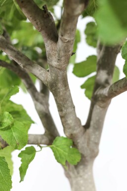 Vijgenboom Ficus Carica Rek 100-120 Pot