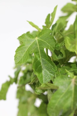 Vijgenboom / Ficus Carica rek 100-120 cm