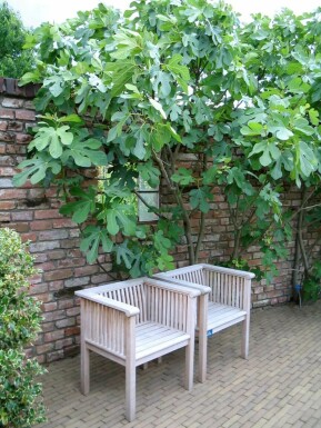 Vijgenboom Ficus Carica Rek 100-120 Pot Vijgenboom / Ficus Carica rek 100-120 cm