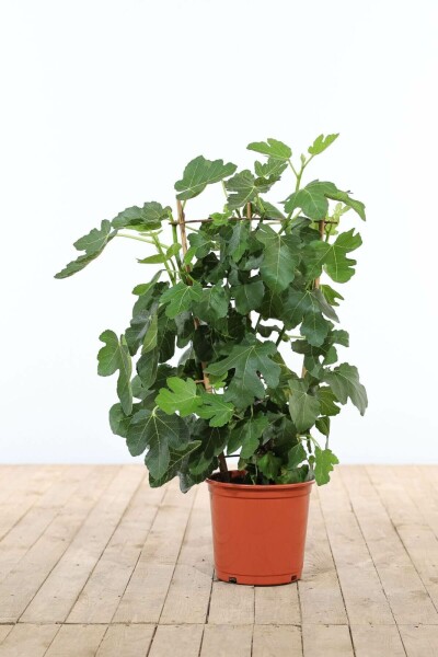 Vijgenboom Ficus Carica Rek 70-80 Pot Vijgenboom / Ficus Carica rek 70-80 cm