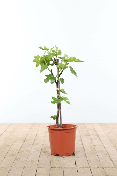 Vijgenboom Ficus Carica Gestokt 40-60 Pot Vijgenboom / Ficus Carica stok 40-60 cm
