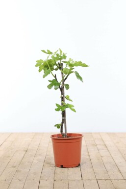 Vijgenboom Ficus Carica Gestokt 40-60 Pot