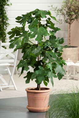 Vijgenboom Ficus Carica Gestokt 40-60 Pot Vijgenboom / Ficus Carica stok 40-60 cm