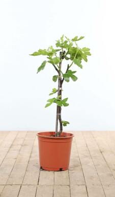 Vijgenboom / Ficus Carica stok 60-80 cm