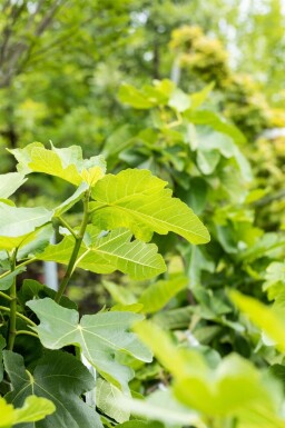 Vijgenboom / Ficus Carica stok 60-80 cm