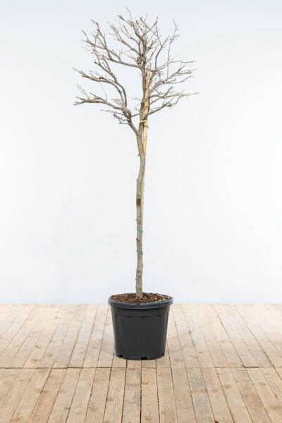 Chinese Blauweregen / Wisteria Sinensis op stam 120-140 cm