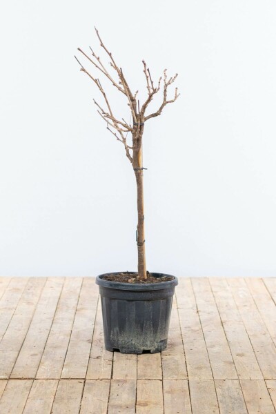 Blauwe regen Wisteria Sinensis Op stam 40-60 Pot Chinese Blauweregen / Wisteria Sinensis op stam 40-60 cm