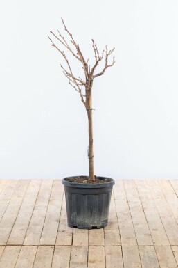 Blauwe regen Wisteria Sinensis Op stam 40-60 Pot Chinese Blauweregen / Wisteria Sinensis op stam 40-60 cm