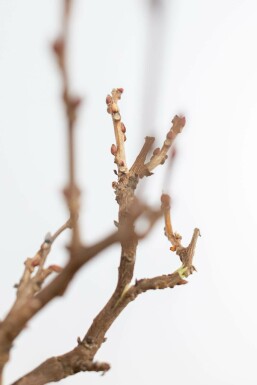 Chinese Blauweregen / Wisteria Sinensis op stam 80-100 cm