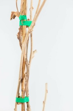 Blauwe regen Wisteria Sinensis Gestokt 120-140 Pot Chinese Blauweregen / Wisteria Sinensis stok 120-140 cm