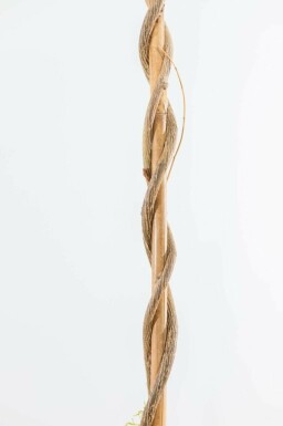 Blauwe regen Wisteria Sinensis Gestokt 120-140 Pot Chinese Blauweregen / Wisteria Sinensis stok 120-140 cm