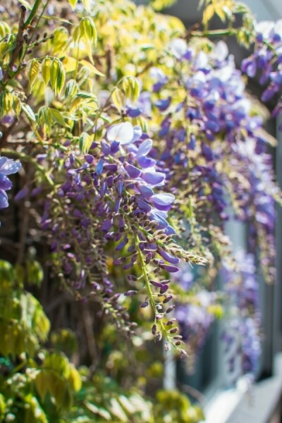 Blauwe regen Wisteria Sinensis Gestokt 80-100 Pot Chinese Blauweregen / Wisteria Sinensis stok 80-100 cm