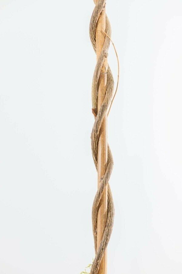 Blauwe regen Wisteria Sinensis Gestokt 80-100 Pot Chinese Blauweregen / Wisteria Sinensis stok 80-100 cm