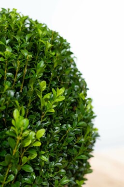 Buksbomen / Buxusbol 20-30 cm