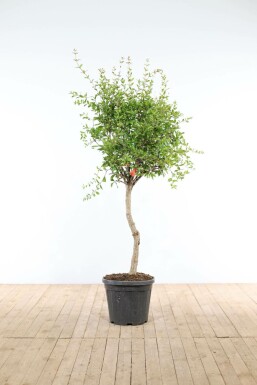 Granaatappelboom / Punica Granatum op stam 125-150 cm