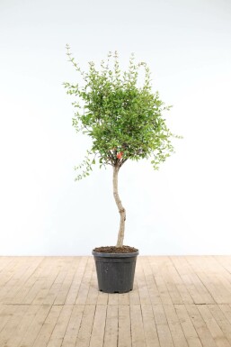 Granaatappelboom Punica Granatum Op stam 10-15 125-150 Pot