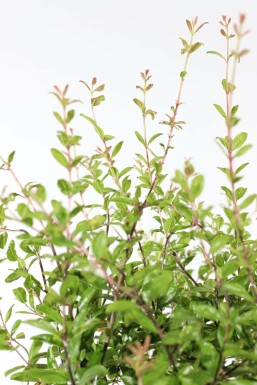 Granaatappelboom Punica Granatum Op stam 10-15 125-150 Pot