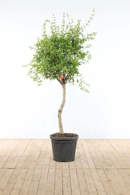 Granaatappelboom Punica Granatum Op stam 15-20 150-175 Pot
