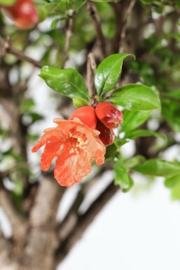 Granaatappelboom / Punica Granatum op stam 150-175 cm