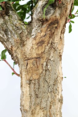 Granaatappelboom Punica Granatum Op stam 15-20 150-175 Pot