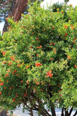 Granaatappelboom / Punica Granatum op stam 150-175 cm