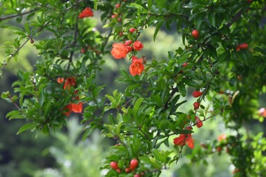 Granaatappelboom / Punica Granatum op stam 150-175 cm