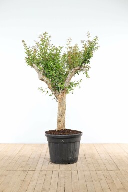 Granaatappelboom / Punica Granatum op stam 175-200 cm