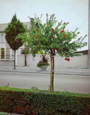 Granaatappelboom Punica Granatum Op stam 20-30 175-200 Pot