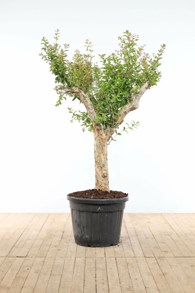 Granaatappelboom Punica Granatum Op stam 30-40 175-200 Pot Granaatappelboom / Punica Granatum op stam 175-200 cm