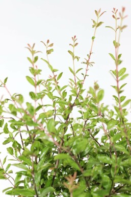 Granaatappelboom / Punica Granatum op stam 175-200 cm