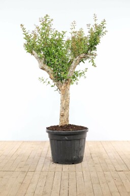 Granaatappelboom / Punica Granatum op stam 200-225 cm