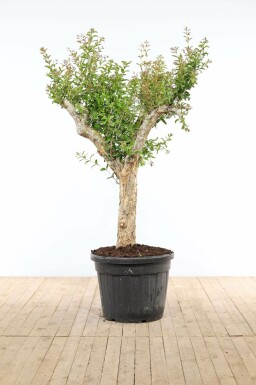 Granaatappelboom Punica Granatum Op stam 40-50 200-225 Pot