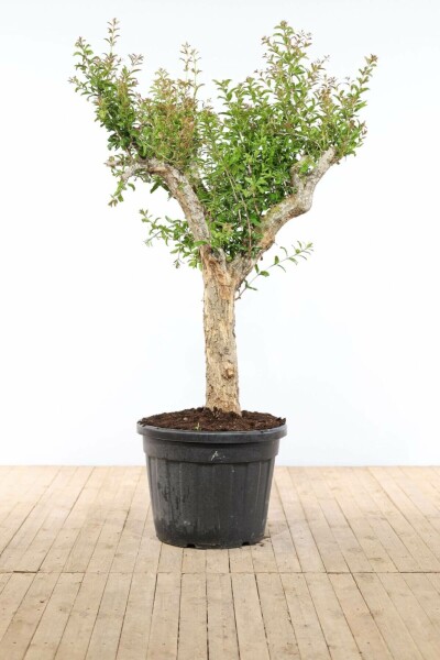Granaatappelboom Punica Granatum Op stam 50-60 225-250 Pot Granaatappelboom / Punica Granatum op stam 225-250 cm