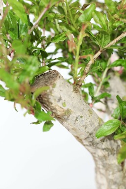 Granaatappelboom Punica Granatum Op stam 50-60 225-250 Pot