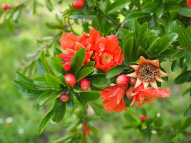 Granaatappelboom / Punica Granatum op stam 225-250 cm