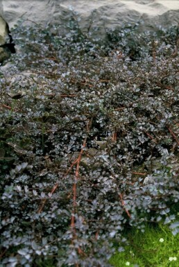 Stekelnootje Acaena 'Blue Haze' 5-10 Pot P9 Acaena 'Blue Haze'