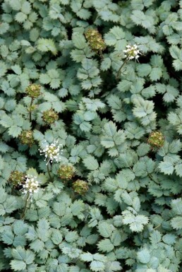 Stekelnootje Acaena buchananii 5-10 Pot P9 Acaena buchananii