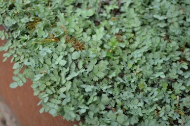 Stekelnootje Acaena buchananii 5-10 Pot P9 Acaena buchananii