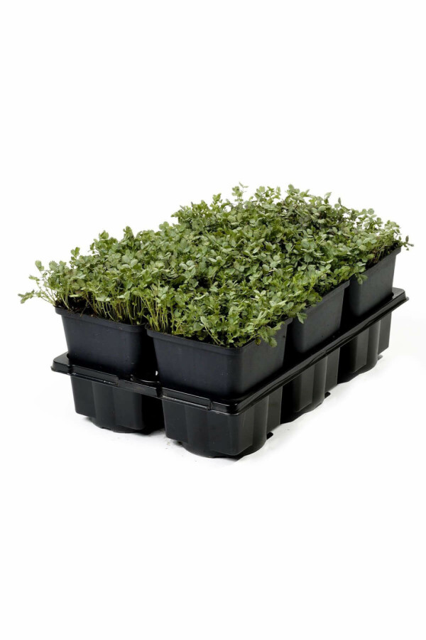 Stekelnootje Acaena buchananii 5-10 Pot P9 Acaena buchananii