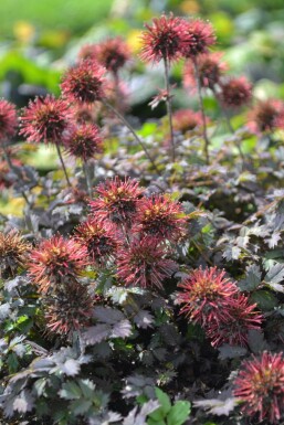 Stekelnootje Acaena microphylla 'Kupferteppich' 5-10 Pot P9 Acaena microphylla 'Kupferteppich'