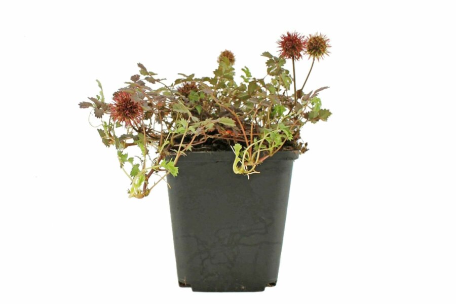 Stekelnootje Acaena microphylla 'Kupferteppich' 5-10 Pot P9 Acaena microphylla 'Kupferteppich'