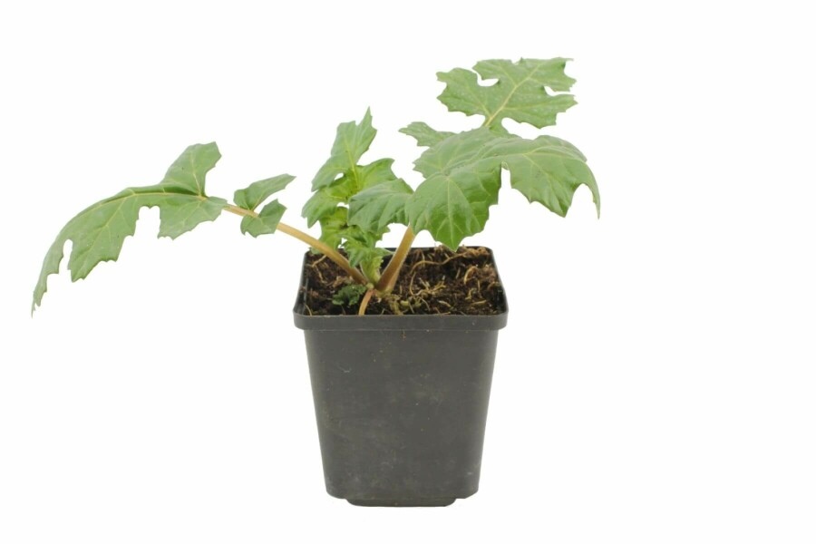 Zachte acanthus Acanthus mollis 5-10 Pot P9 Acanthus mollis