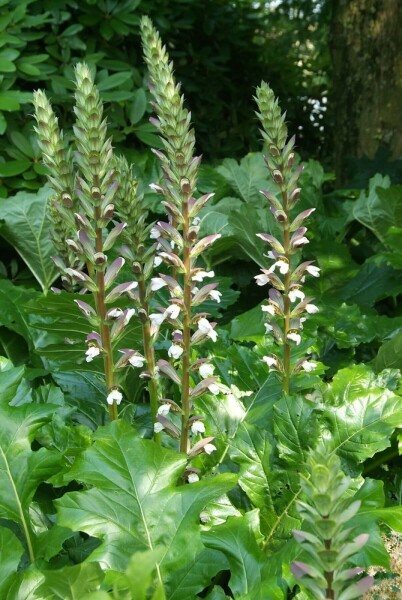 Zachte acanthus Acanthus mollis 5-10 Pot P9 Acanthus mollis