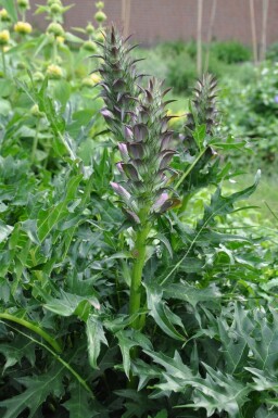 Stekelacanthus Acanthus spinosus 5-10 Pot P9 Acanthus spinosus
