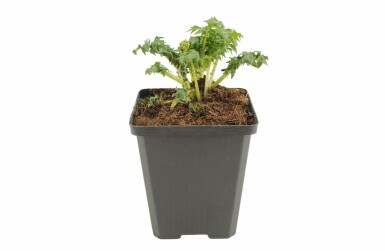 Stekelacanthus Acanthus spinosus 5-10 Pot P9 Acanthus spinosus