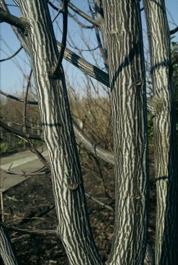 Chinese esdoorn Acer davidii Struik 125-150 Pot C12 Acer davidii struik 125-150 cm